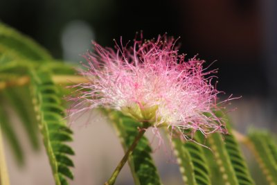 Albizia julibrissin - kapinice, perská akacie - květ